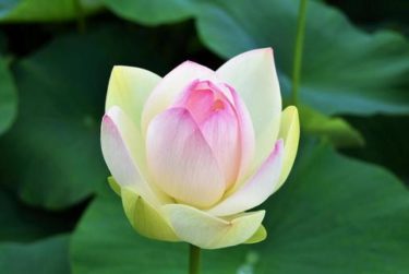 ロバミミリピート率No. 1の「佐々木玉蓮」先生の鑑定を実際に受けてみて徹底レビュー！